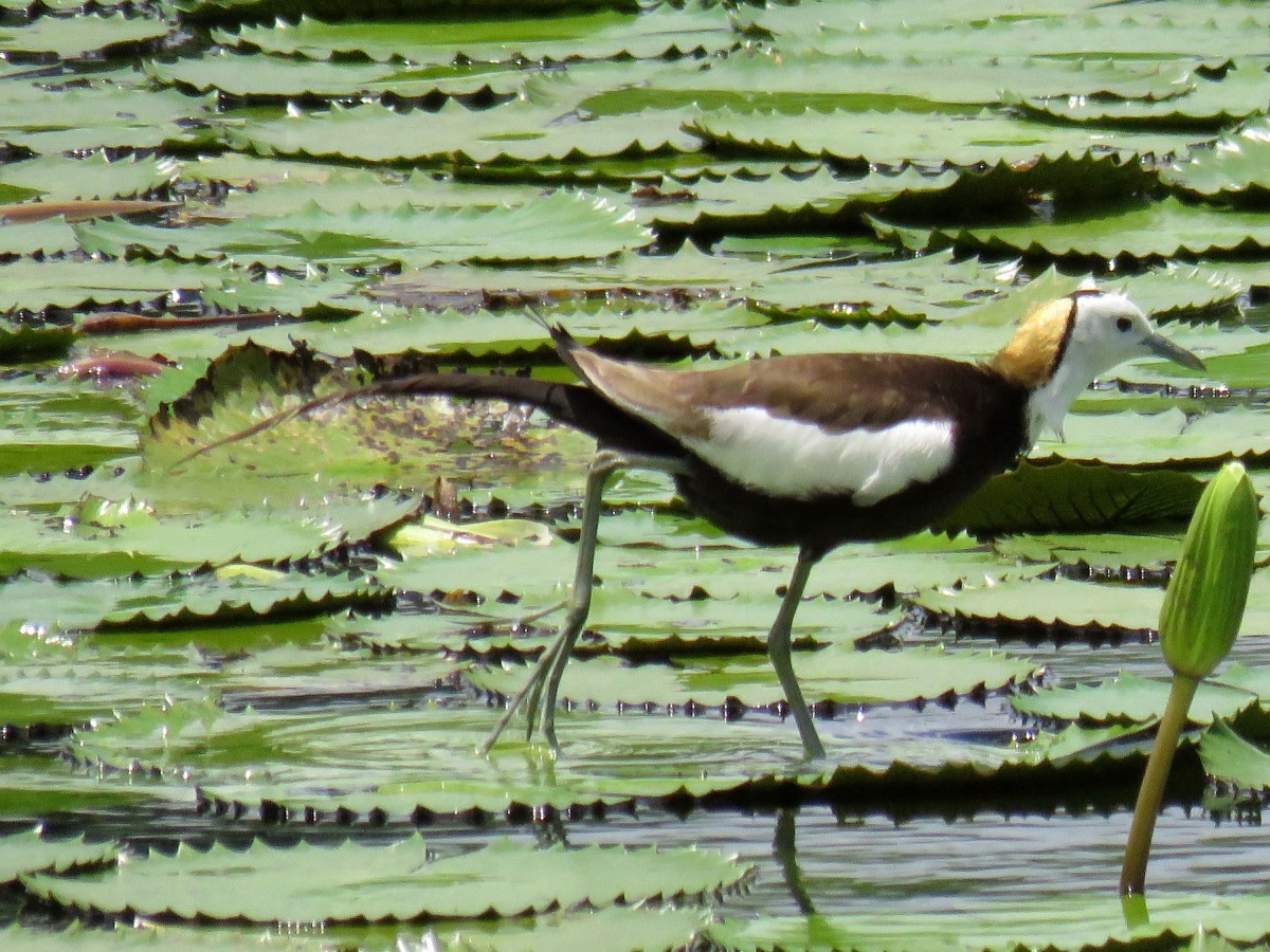 許多民眾從拍攝觀察水雉進而投入生態保育行列。高維奇/攝