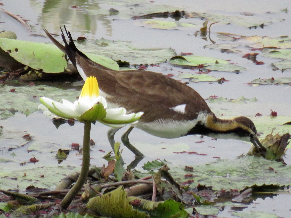 台南水雉生態教育園區是拍攝水雉最方便的場所。高維奇/攝