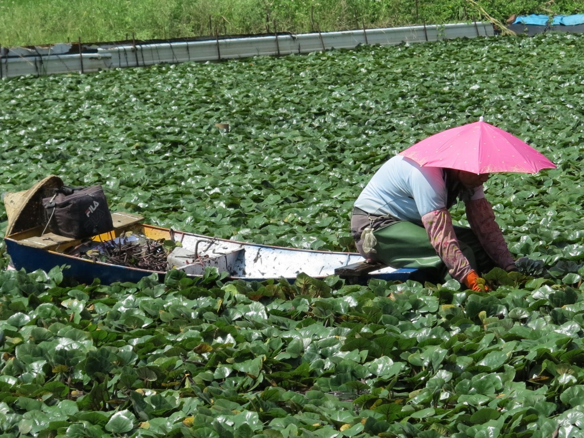 園區希望透過宣導，能喚起更多人投入友善耕作行列。高維奇/攝