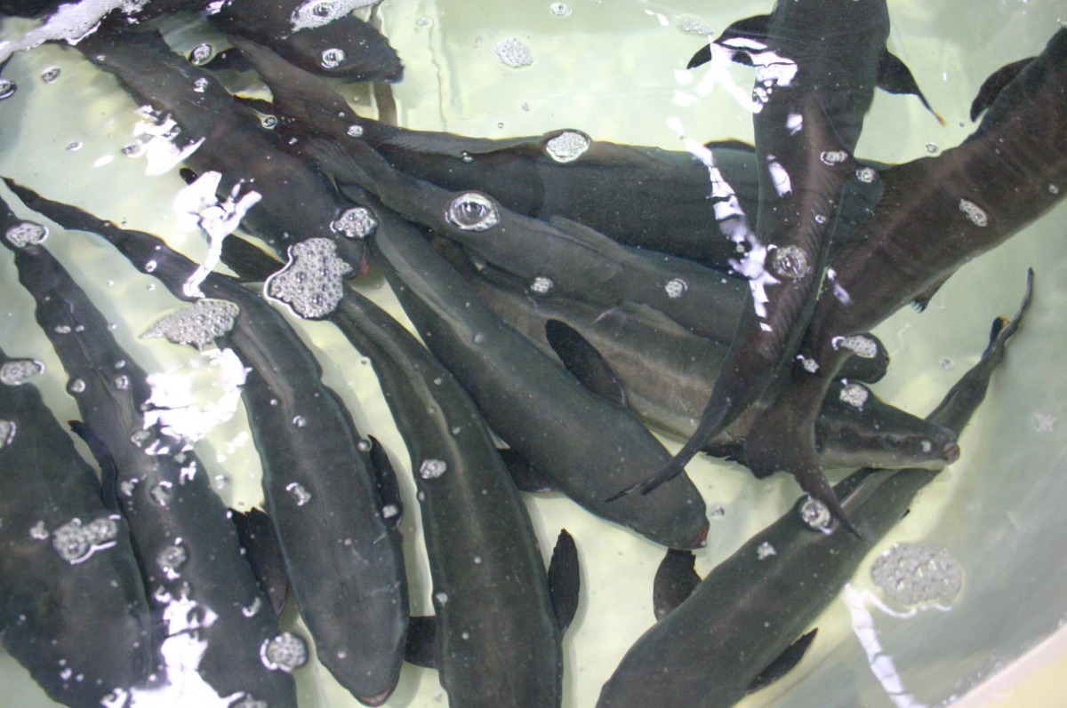 太陽光電發電效益成為養殖經營附加價值的一環。高維奇/攝