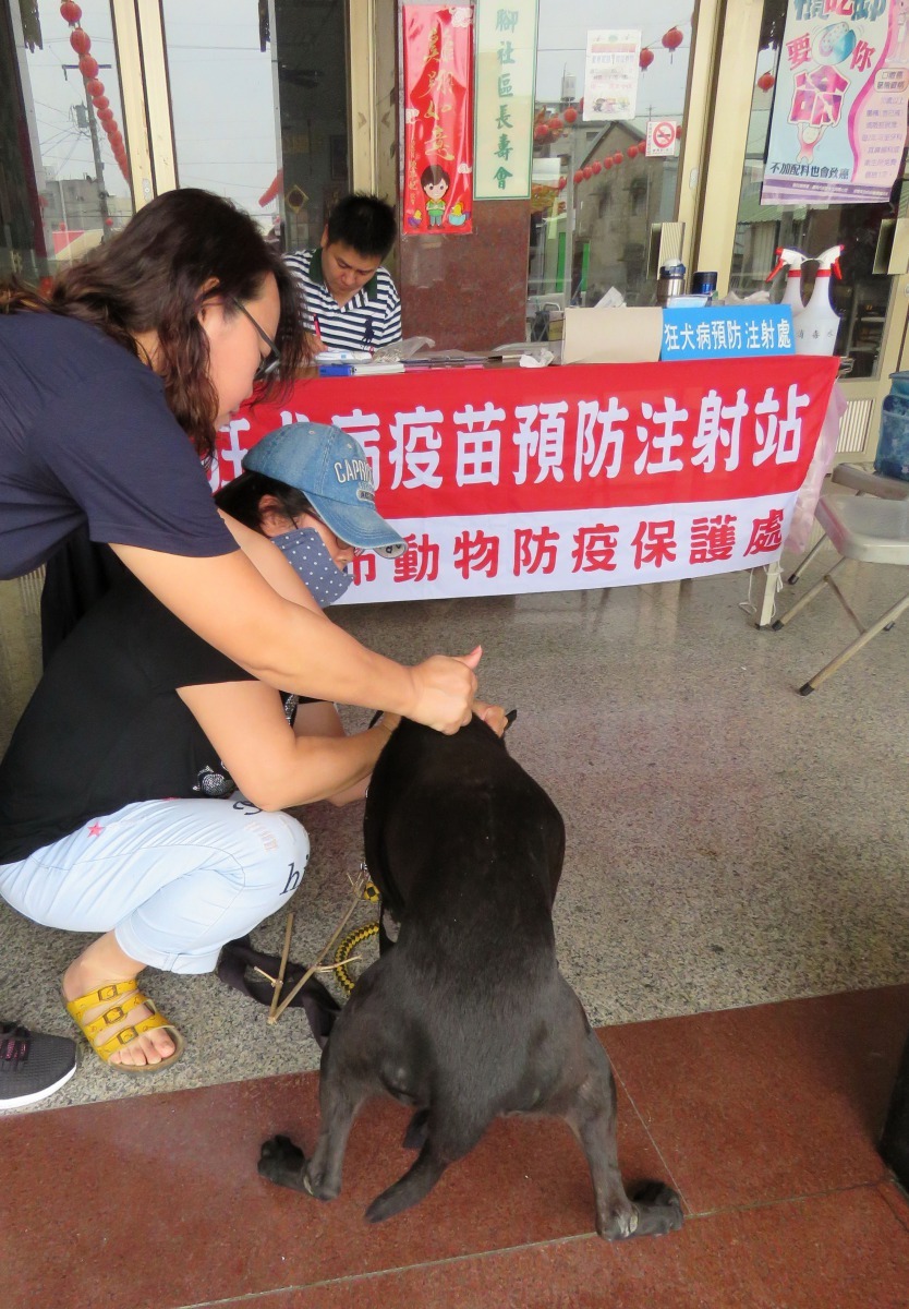 動保處進行的狂犬疫區巡迴注射，發現民眾飼養黑公狗非常普遍。高維奇/攝