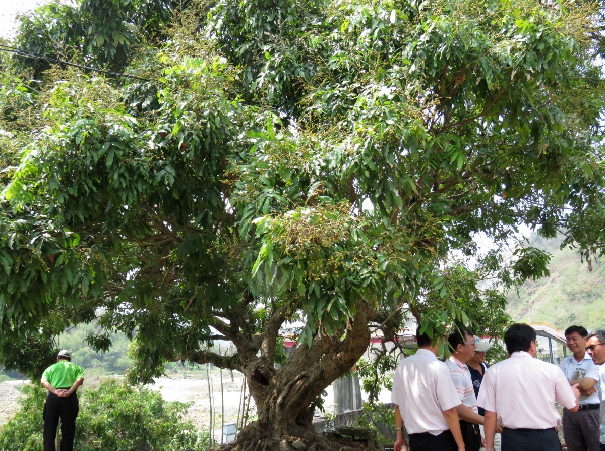 台灣中南部山區不乏高齡老龍眼樹，圖中這棵已屆90年。高維奇/攝