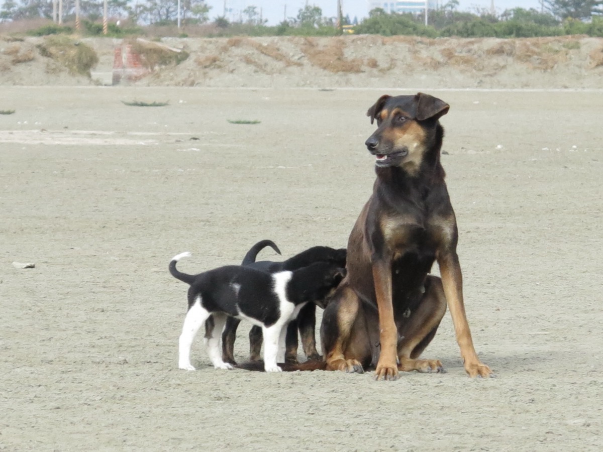 被放生的母犬與沒有結紮的公犬交配，讓流浪狗源源不絕。高維奇/攝