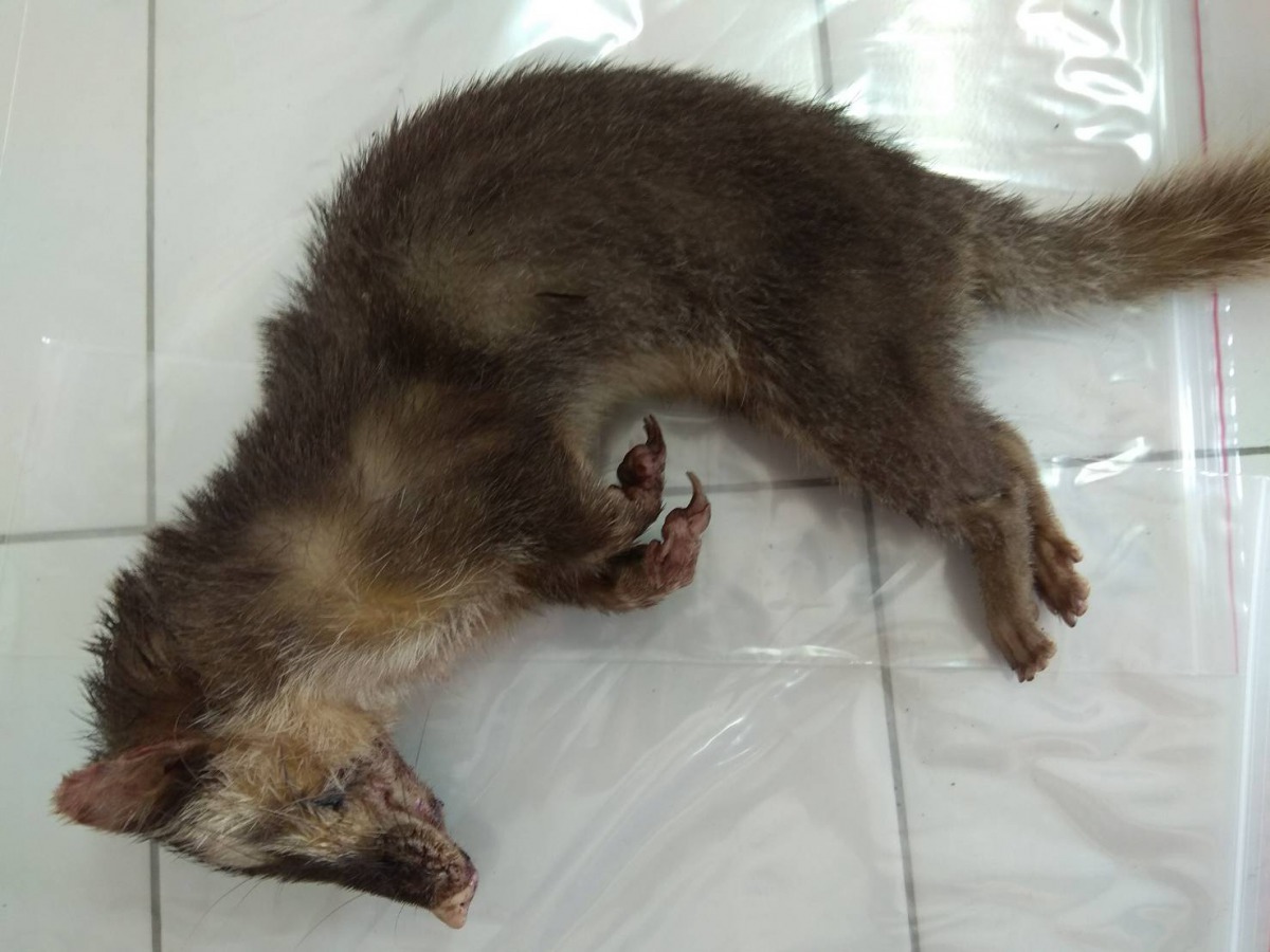 圖為7月19日咬人的鼬獾，檢體已送驗。圖/台南市動保處提供