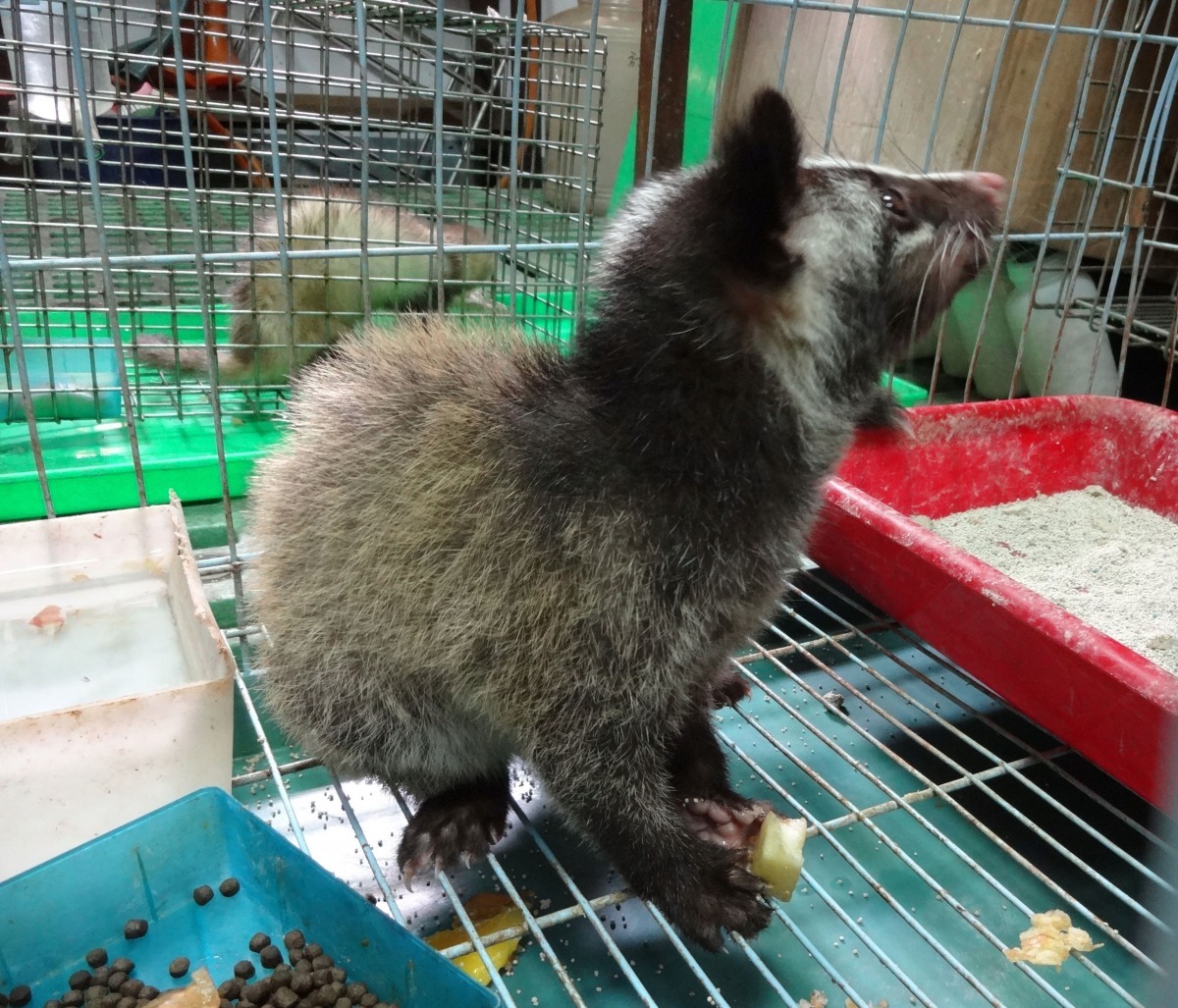 圖為果子狸，很多人將果子狸誤報為鼬獾。高維奇/攝