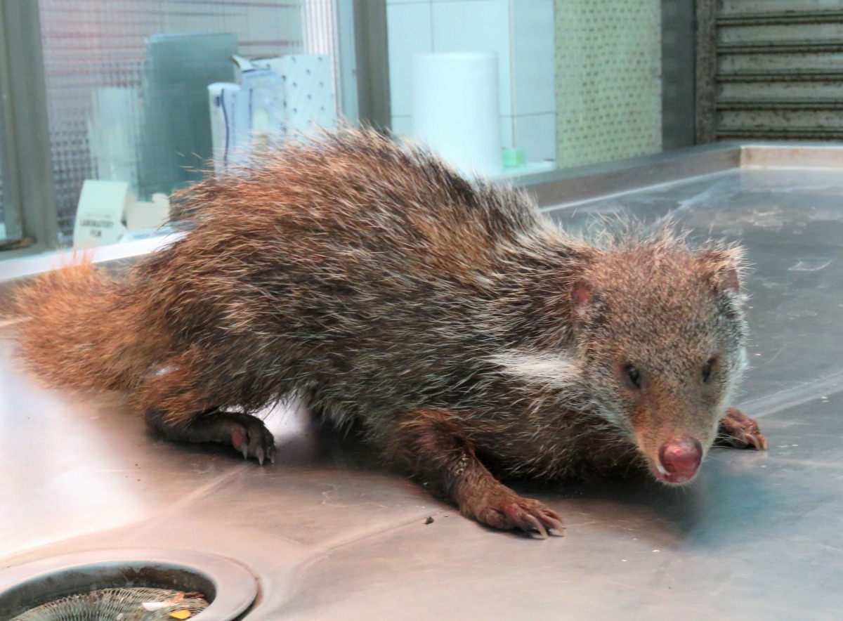 雖然食蟹獴沒有攻擊人畜的通報，但食肉目的動物均可能傳染狂犬病。高維奇/攝