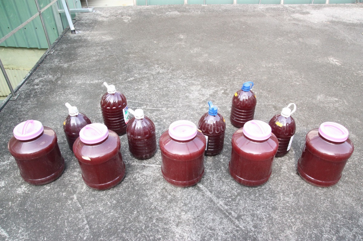 益生菌種類很多,圖為能改善水質的光合菌。高維奇/攝