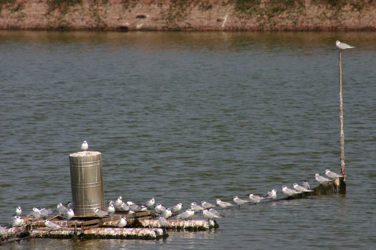 益生菌對於魚蝦類養殖上也具有相當大的功效。高維奇/攝