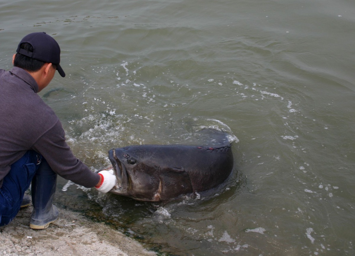 台南市是水產養殖重鎮，近年飼養石斑等高單價的水產品。高維奇/攝