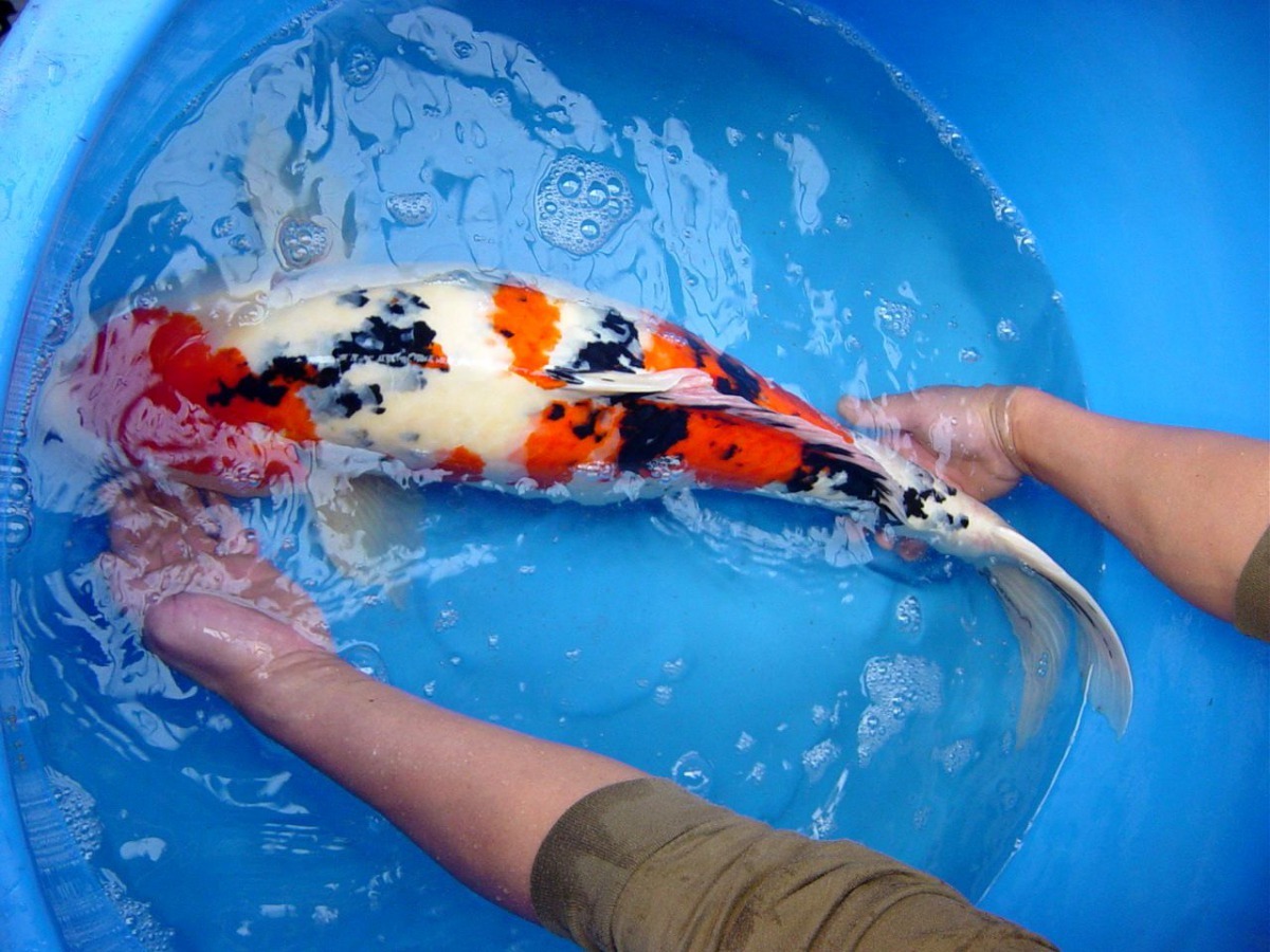 飼養錦鯉常用到益生菌。 高維奇/攝