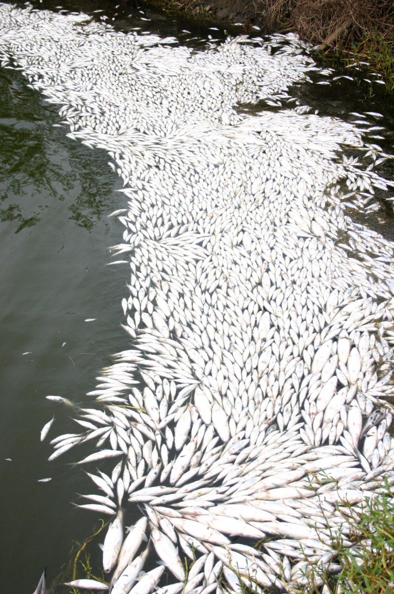 水質敗壞常會造成魚蝦死亡,損失慘重。高維奇/攝