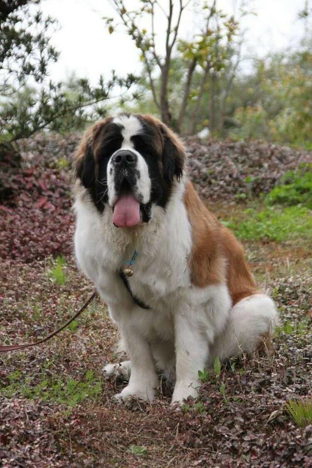 台灣早在民國65年左右就引進聖伯納犬，曾引發飼養熱潮，目前仍有忠誠粉絲。巴里 /提供