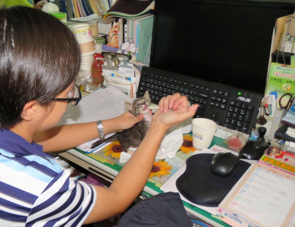 張佳玲利用開會休息時間為小貓餵奶。高維奇/攝