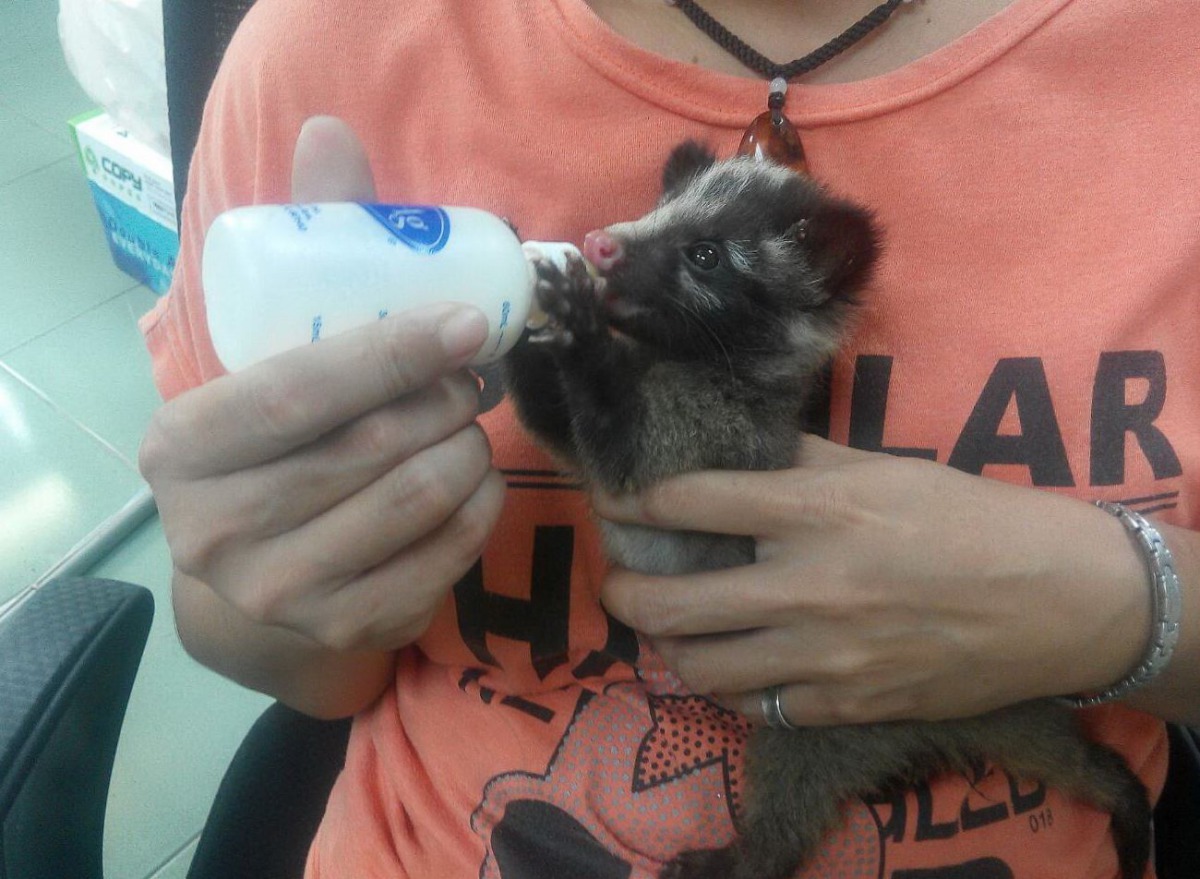 黃美芳正餵養一隻未離乳的果子狸。高維奇/攝