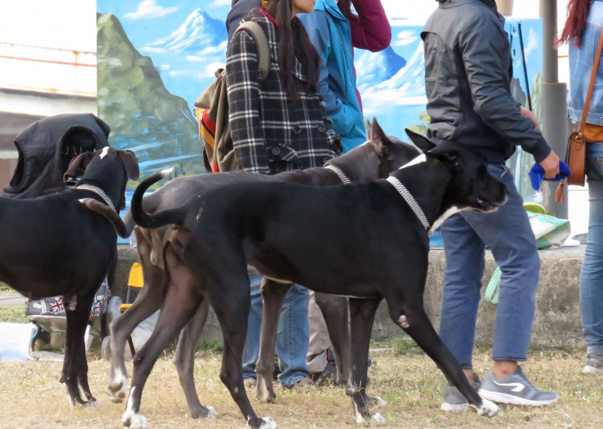 在台南市安平港區的林默娘公園常見有一位飼主帶著3隻大丹犬遛狗。高維奇/ 攝
