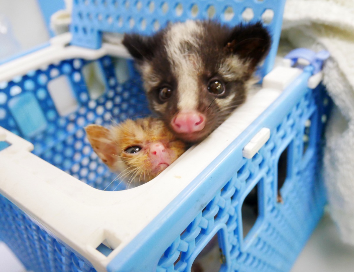 在黃美芳辛勤哺育下,小貓和果子狸都順利長大。高維奇/攝