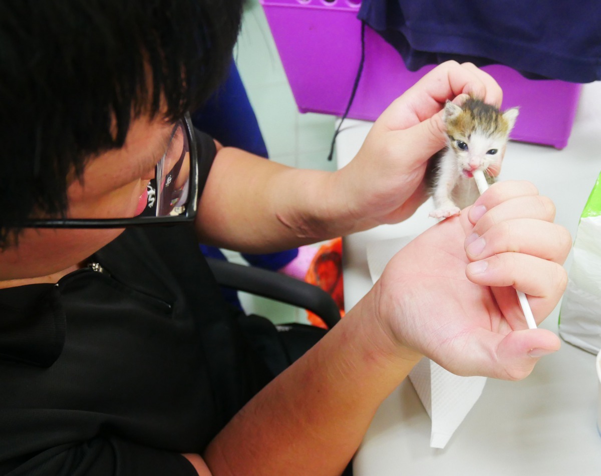 善化收容所新進人員吳孟鴻也加入奶媽行列。高維奇/攝