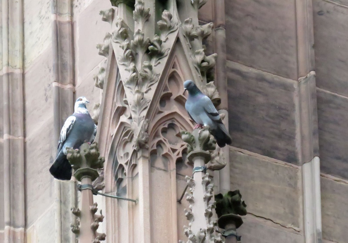 教堂或歷史建築，幾乎都成了野鴿的家。高維奇/攝