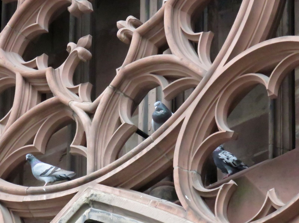 巴洛克建築繁複的雕塑提供舒適又隱密的住所。高維奇/攝