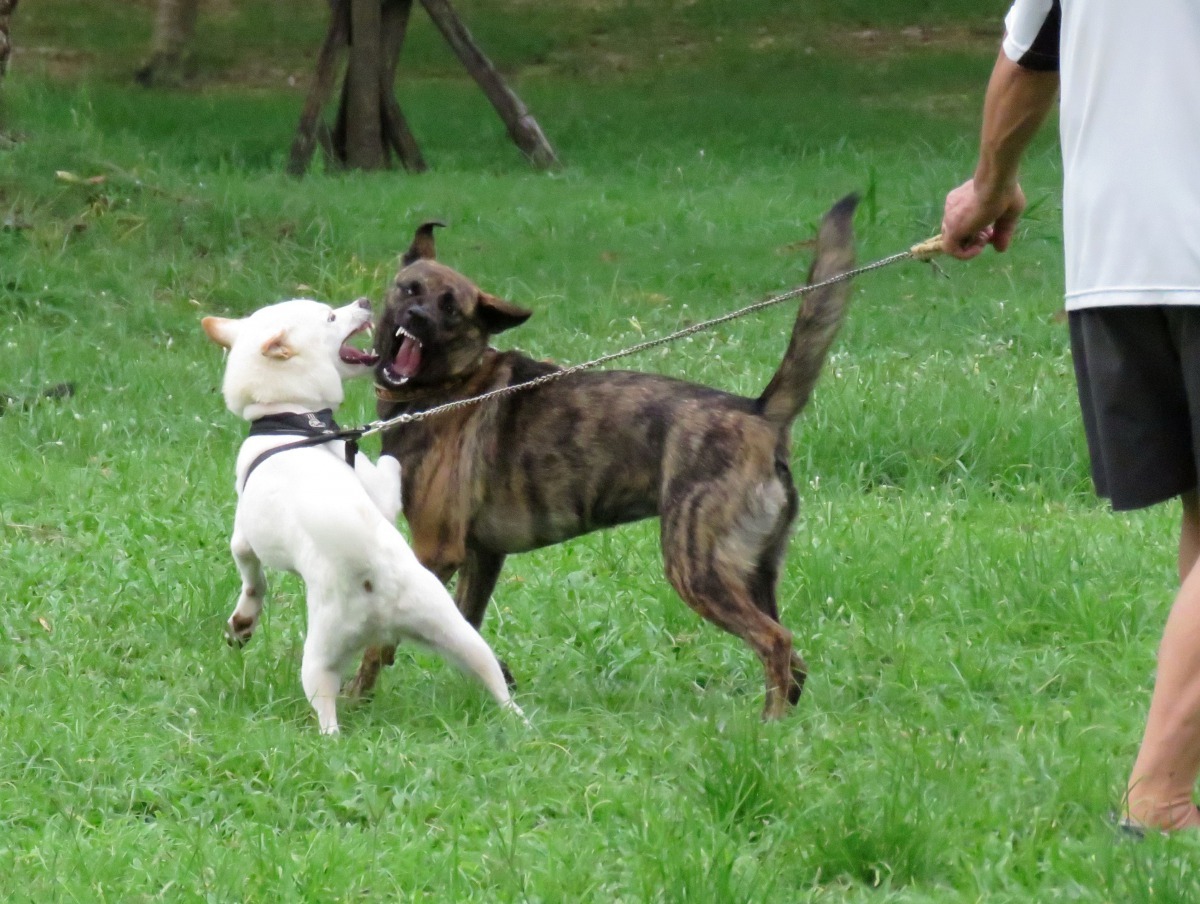 帶一般家犬到公共場所嬉戲運動,要繫繩牽引或7歲以上人員伴同管理。高維奇/攝