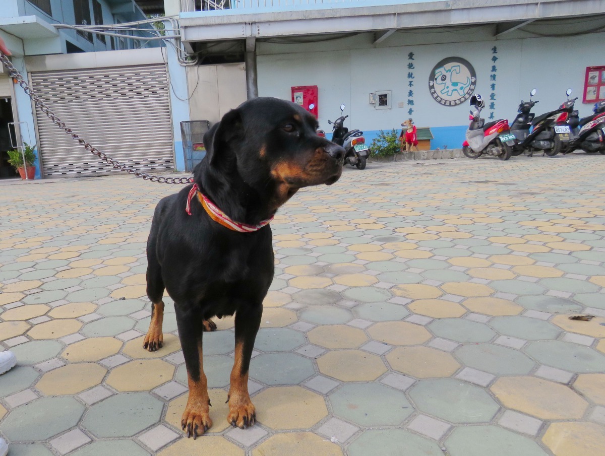 洛威那犬雖不是法定具攻擊性犬種，但外型仍很嚇人，帶出去還是繫繩練以策安全。高維奇/攝