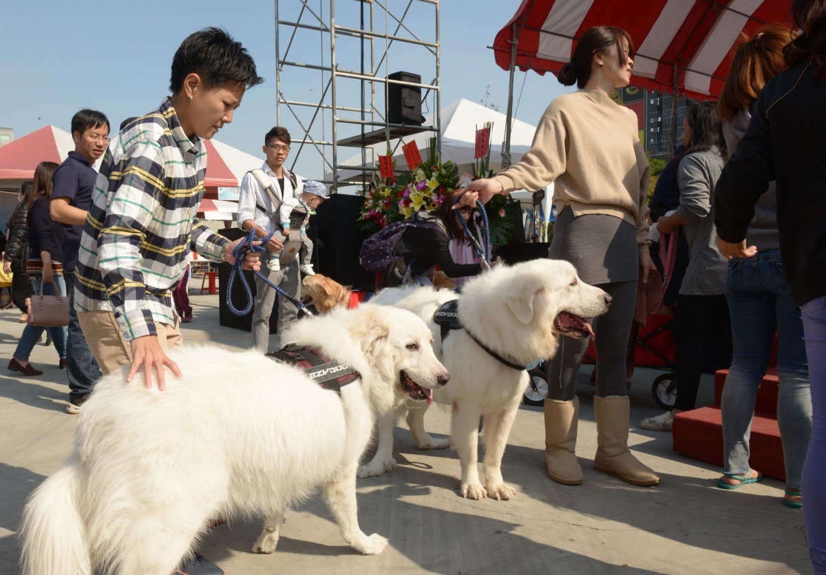 巨大的大白熊犬雖然溫馴,主人還是繫繩練牽引。高維奇/攝
