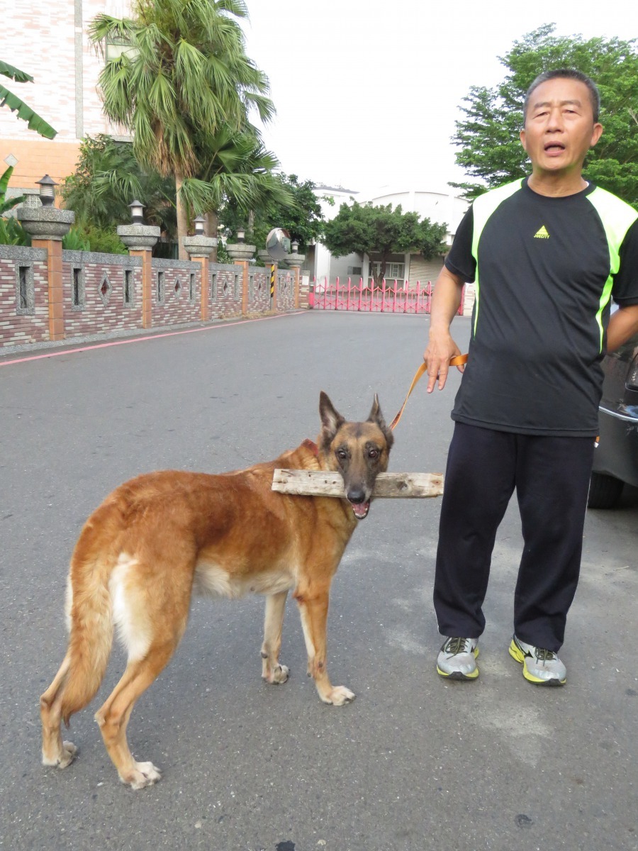 這位飼主每次帶比利時狼犬運動,除繫繩練以外,還讓狗咬著木板以防咬人。高維奇/攝