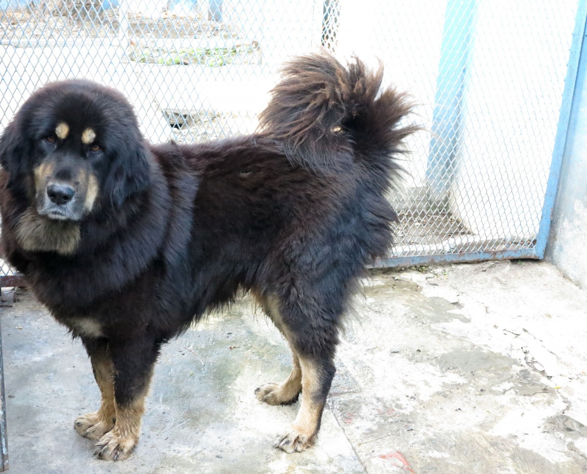 獒犬屬於法定具攻擊性犬種,出入公共場所需成年人以1.5公尺以內的繩練牽引並需配戴嘴罩。高維奇/攝