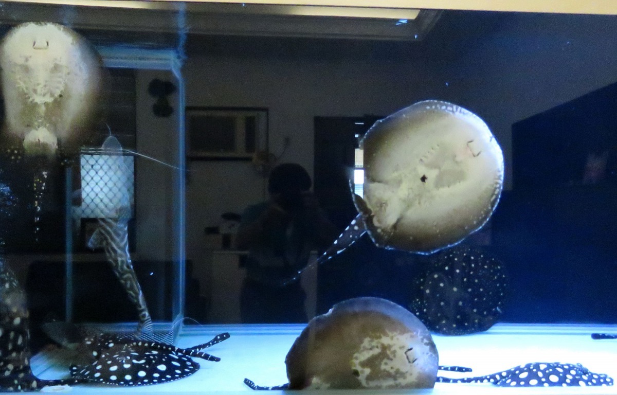 養觀賞淡水魟魚曾在台灣捲起一陣狂潮。 高維奇/提供