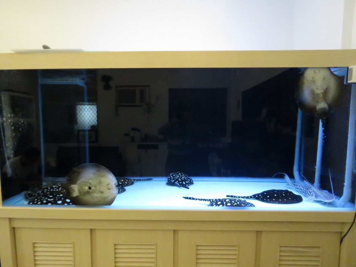 在觀賞魚中，魟魚屬於大型魚，必須使用容積特大的水族箱。高維奇/提供