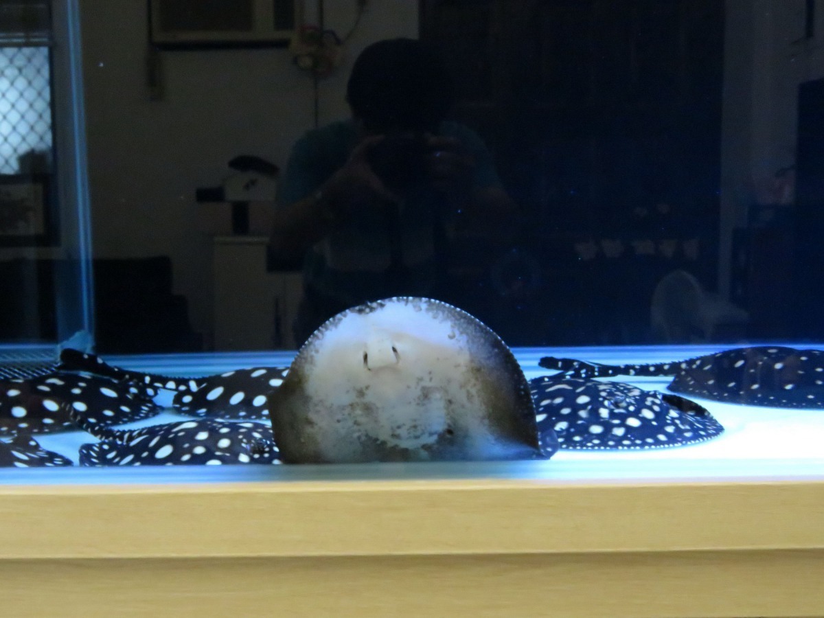 想養魟魚觀賞的民眾，現在正是購入的好時機。高維奇/提供