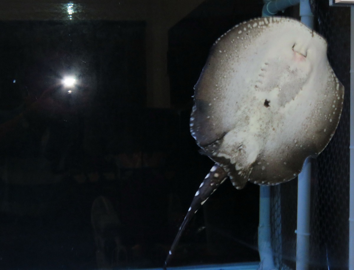 魟魚的尾部有毒刺，清洗水族箱時要小心以免被攻擊刺傷。高維奇/提供