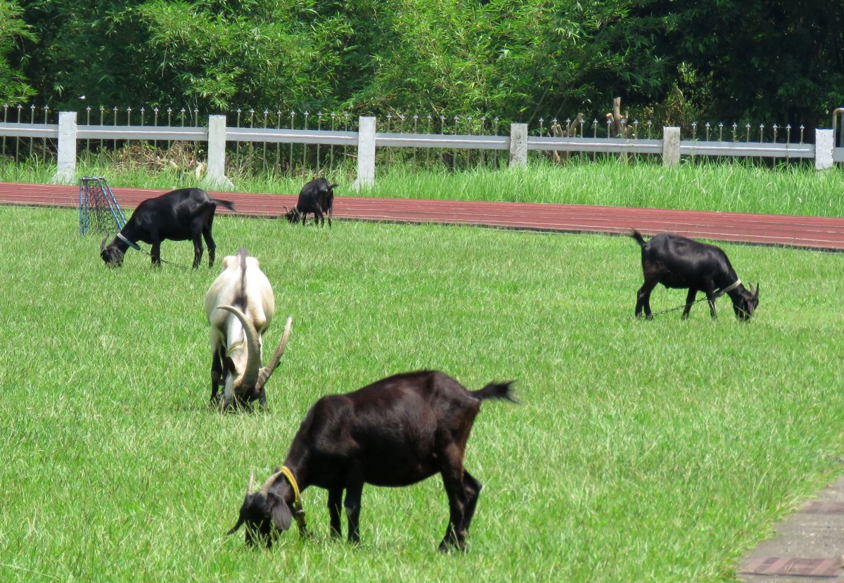 山上國中養羊吃草，校園宛如牧場。高維奇/攝