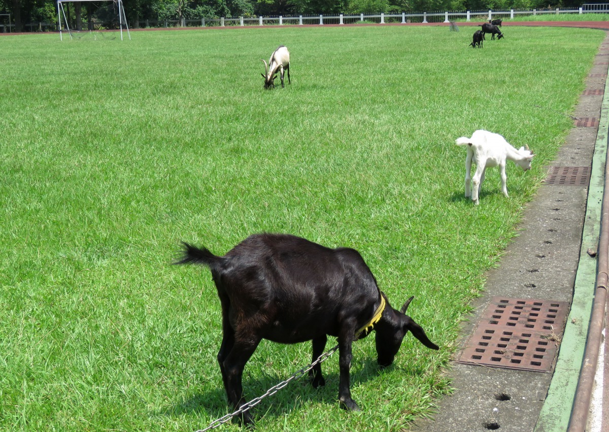 放羊吃草，節省能源又能避免剪草機吵雜聲。高維奇/攝