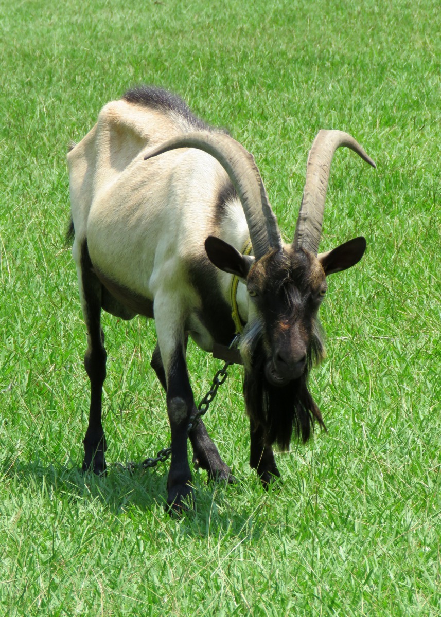 這群領頭羊是雄糾糾的「阿爾拜因」品種公羊。高維奇/攝