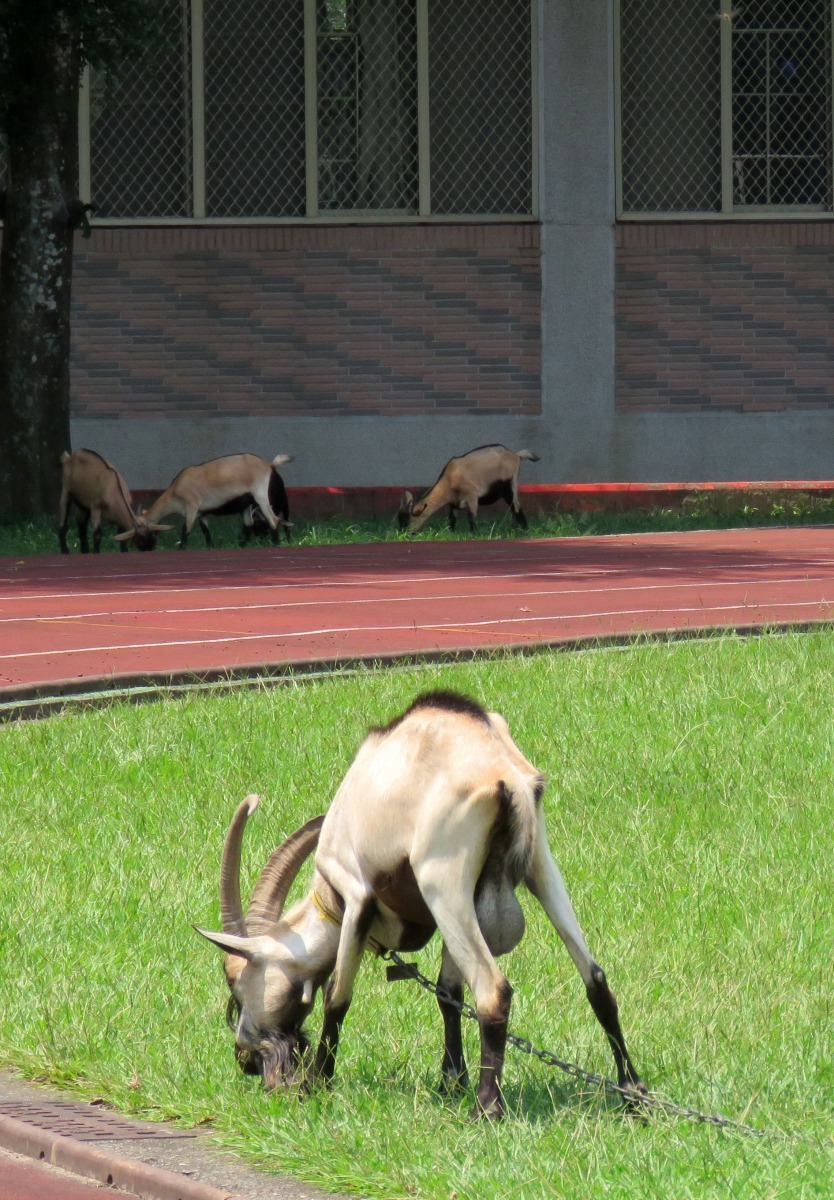 領頭羊已繁衍4隻後代。高維奇/攝