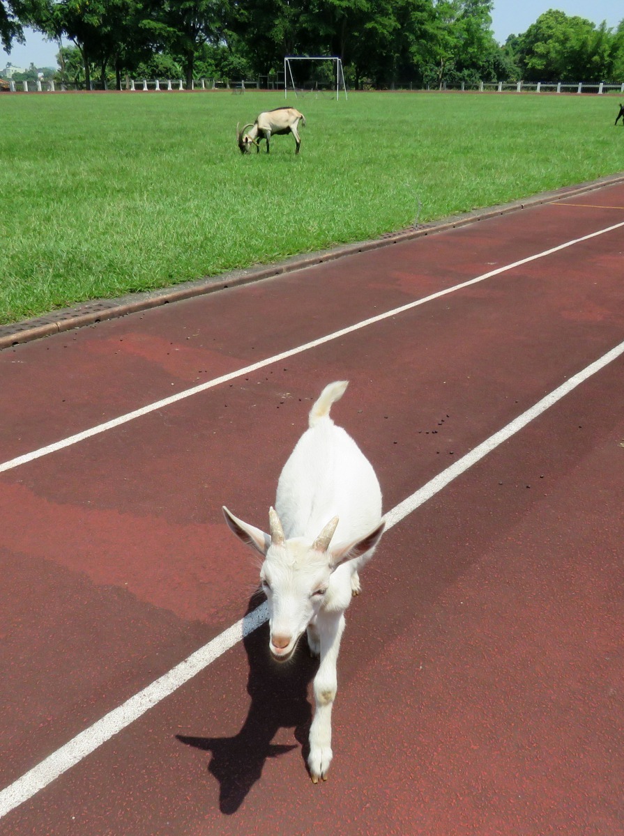 這隻小公羊是學校附近的豐德牧場送給學校的種羊。高維奇/攝