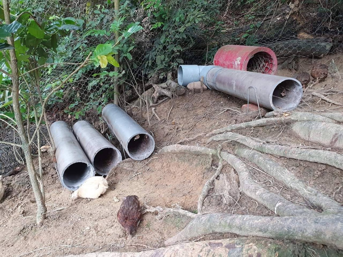 業餘養雞者袁萬七用廢棄的大口徑塑膠管為鵪鶉築巢。圖／袁萬七提供