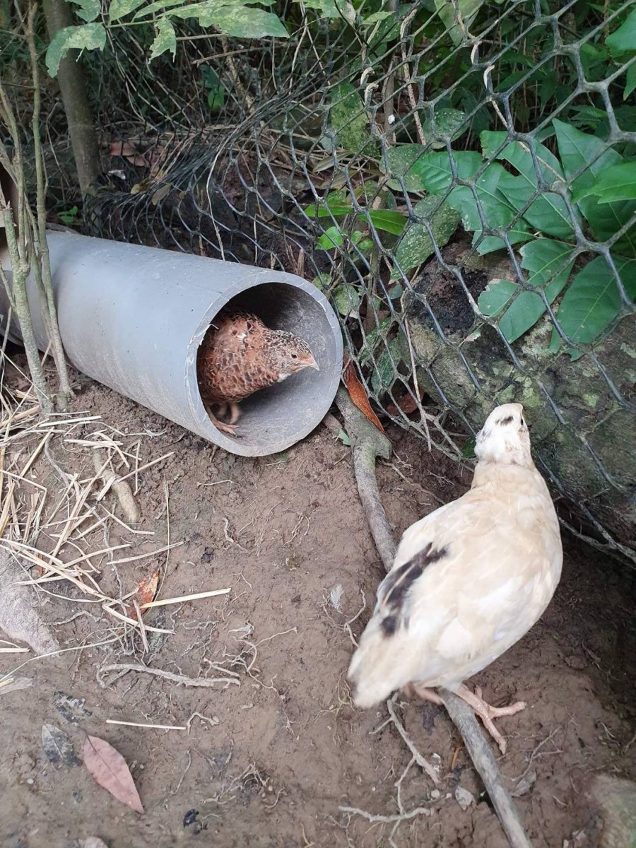 塑膠管巢讓鵪鶉冬天抵禦強寒流，雨天遮風避雨，非常實用。 圖／袁萬七提供