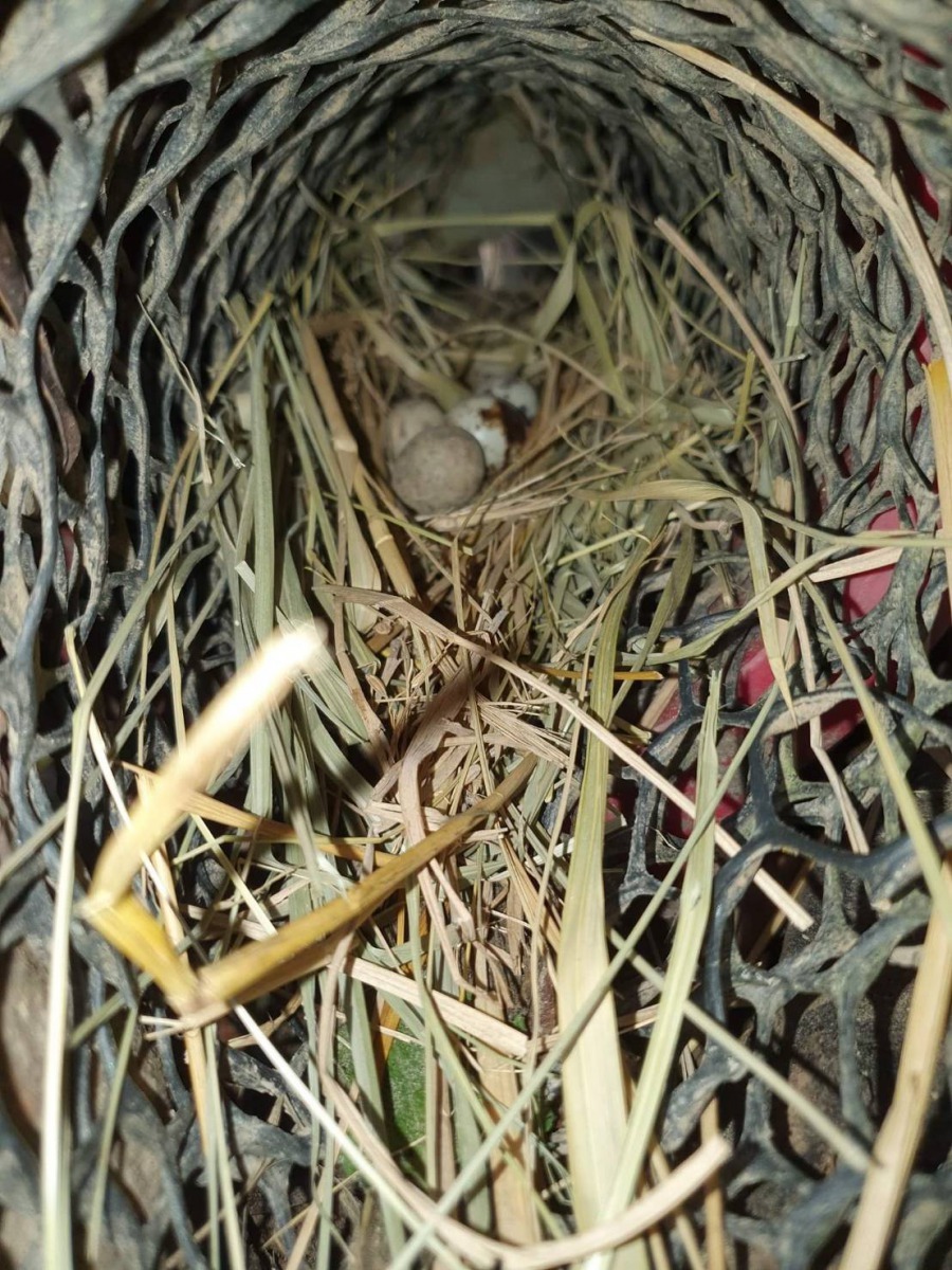 鵪鶉夜間會鑽進水管內睡覺、生蛋。圖／袁萬七提供