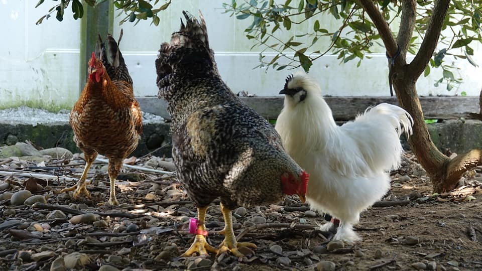 詹為丞在雞腳擊上計步器觀察雞隻的活動力。圖／詹為丞提供