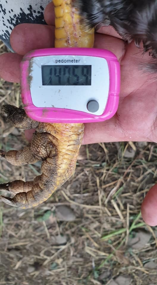 這隻雞一天走14759步，比人類健議的一萬步還要多。圖／詹為丞提供