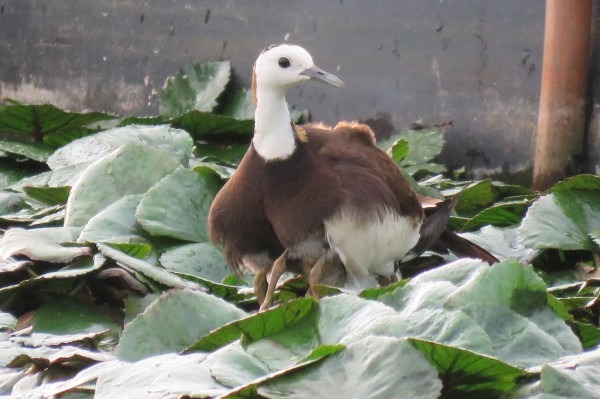 水雉爸爸以翅膀遮擋呵護雛鳥，畫面溫馨。圖/台南市水雉生態教育園區提供