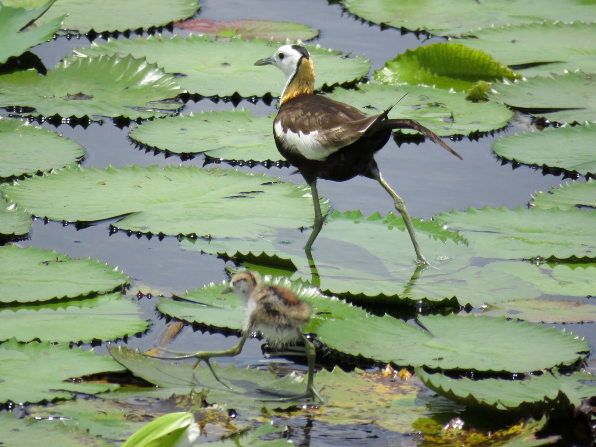 公水雉帶著雛鳥四處覓食。高維奇/攝