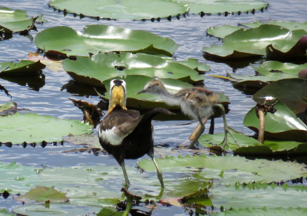 水雉的育雛期達兩個月。高維奇/攝