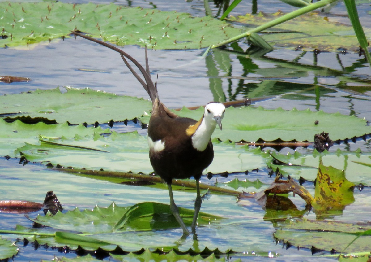 水雉體態優雅，長長的尾羽在水面行走或飛翔時飄逸美麗，因而也有「凌波仙子」的美稱。高維奇/攝