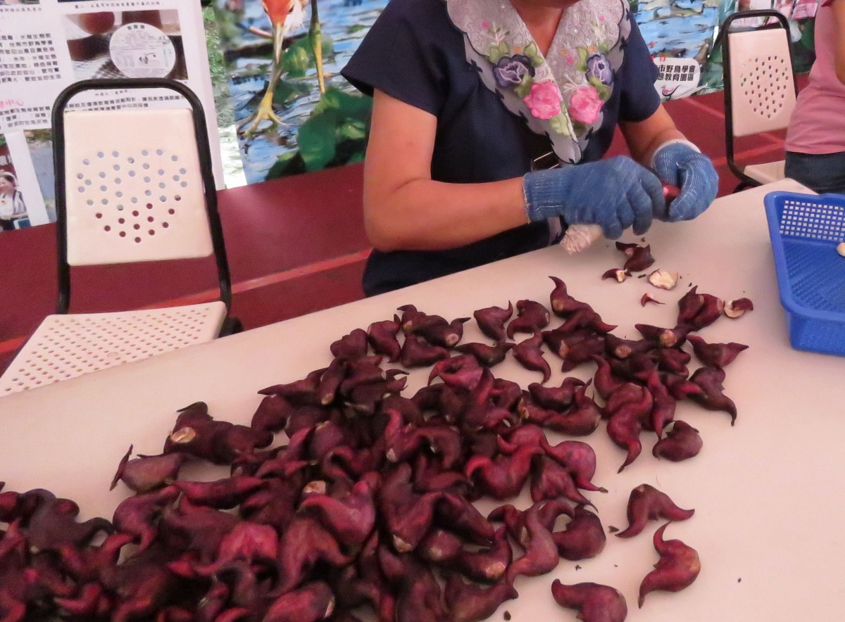 水雉生態教育園區輔導農民種植的「綠色保育標章」菱角。高維奇/攝