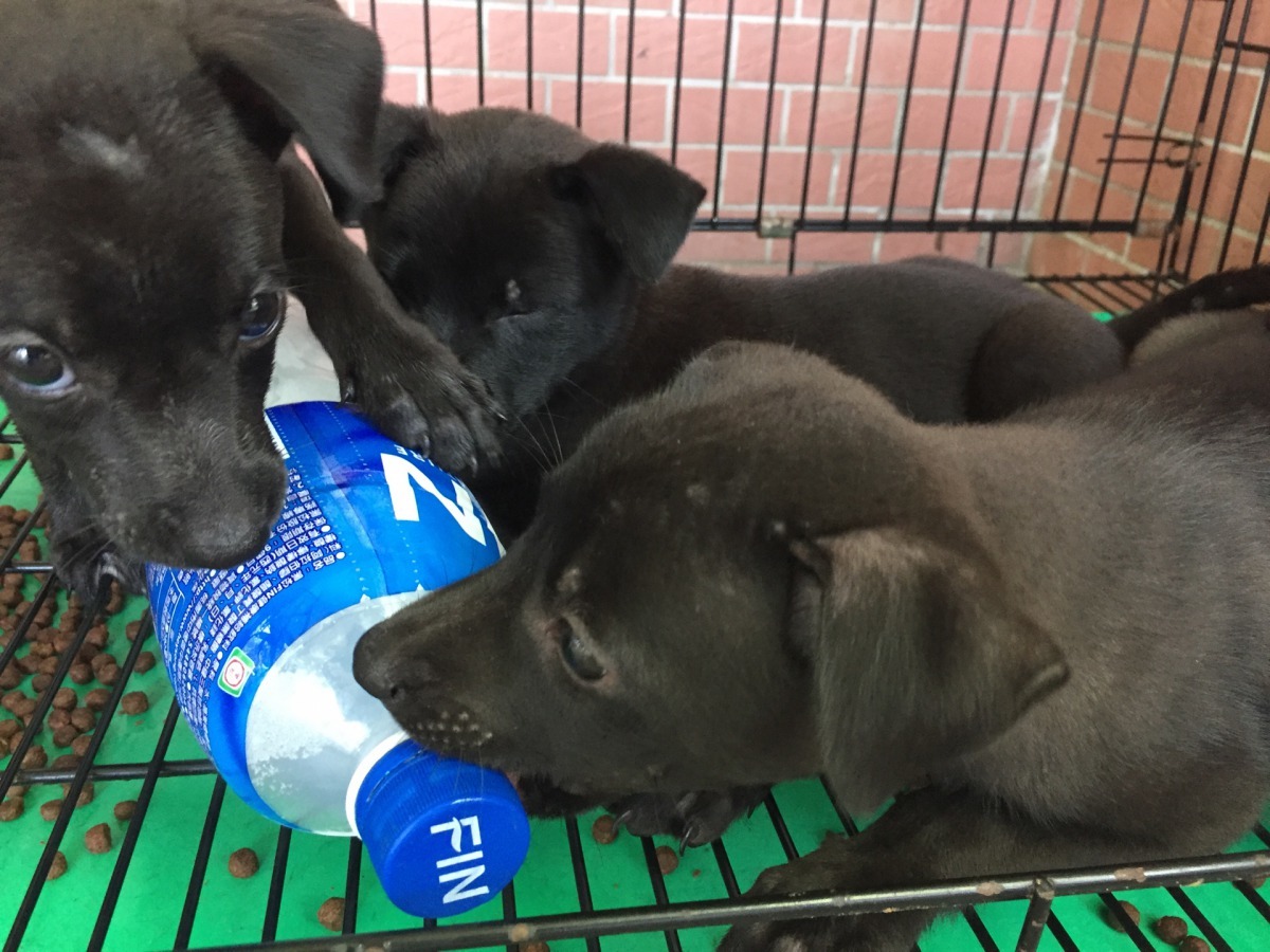 台南市動保處收容所以空寶特瓶裝水結冰為毛小孩降溫。高維奇/攝