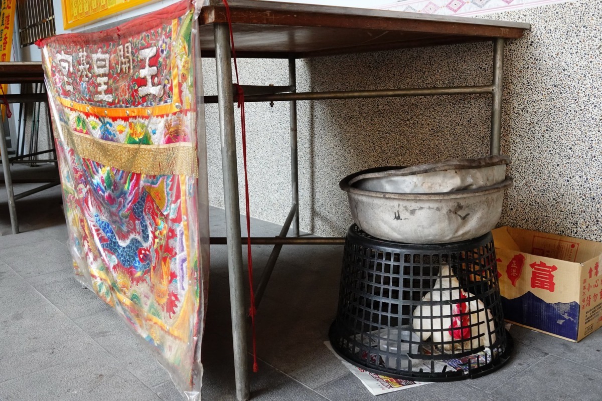 這隻神明雞於開光法事會被棄於玉皇宮。圖／陳俊文提供