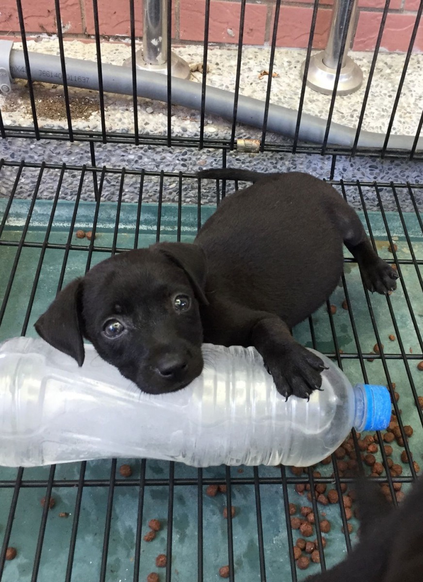 毛小感受到涼爽後,將寶特冰棒當冰枕趴著休息。高維奇/攝